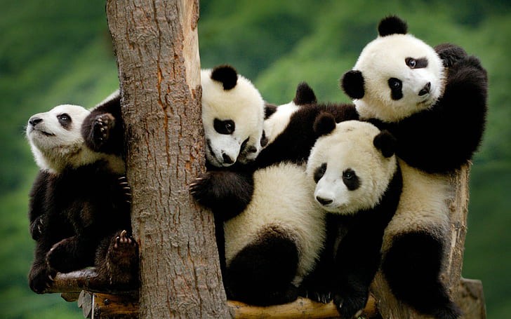 pandas